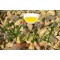 Chaparro Amargo, Castela Tortuosa,Amargoso   : Castela texan, Texan Goatbush 